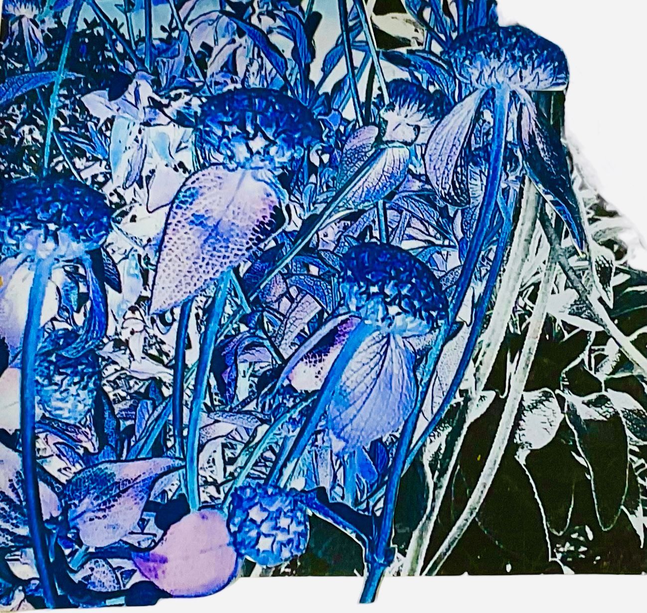 Ella May Original Art Gallery