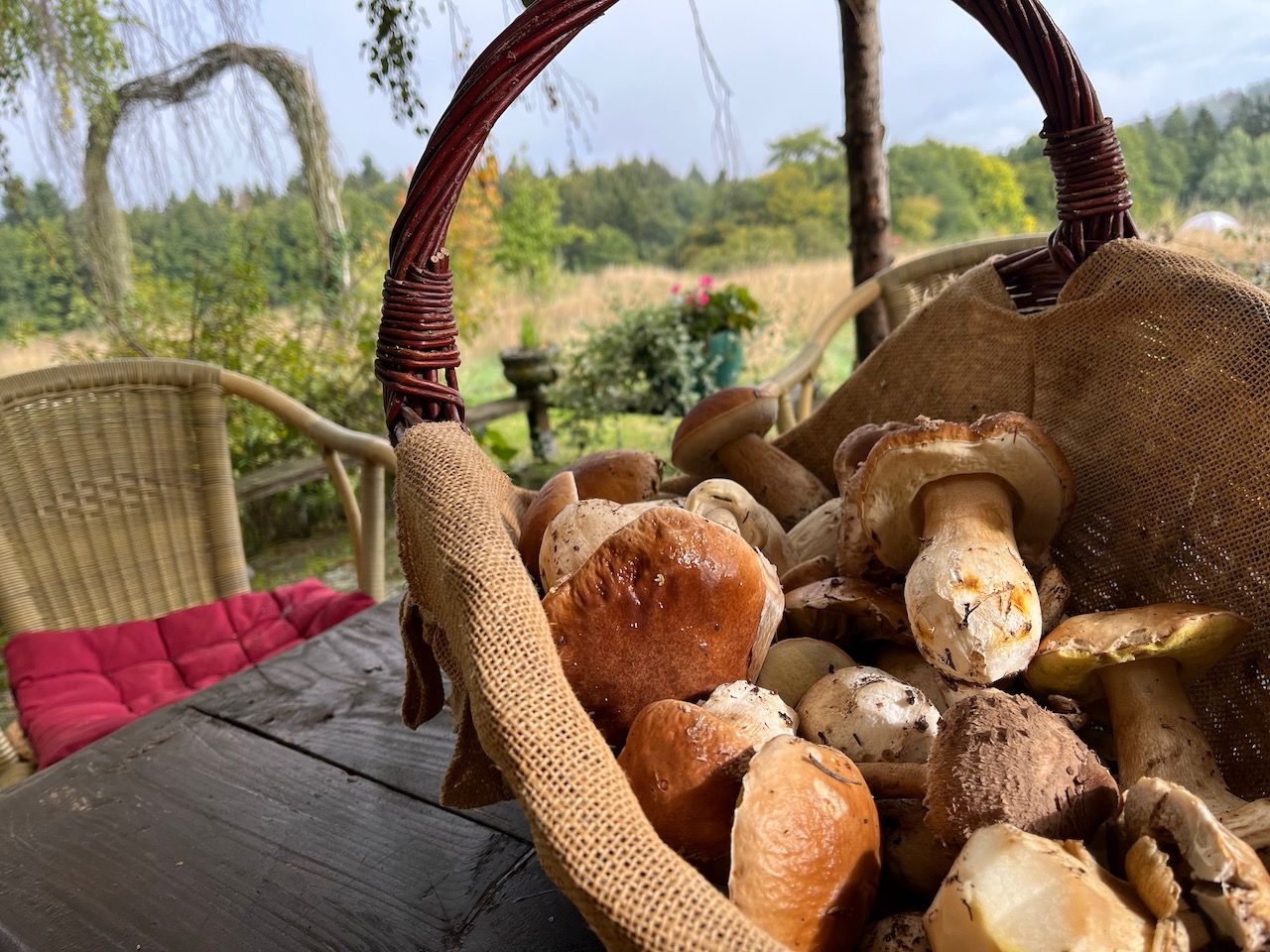 Ein Korb voll Pilze.