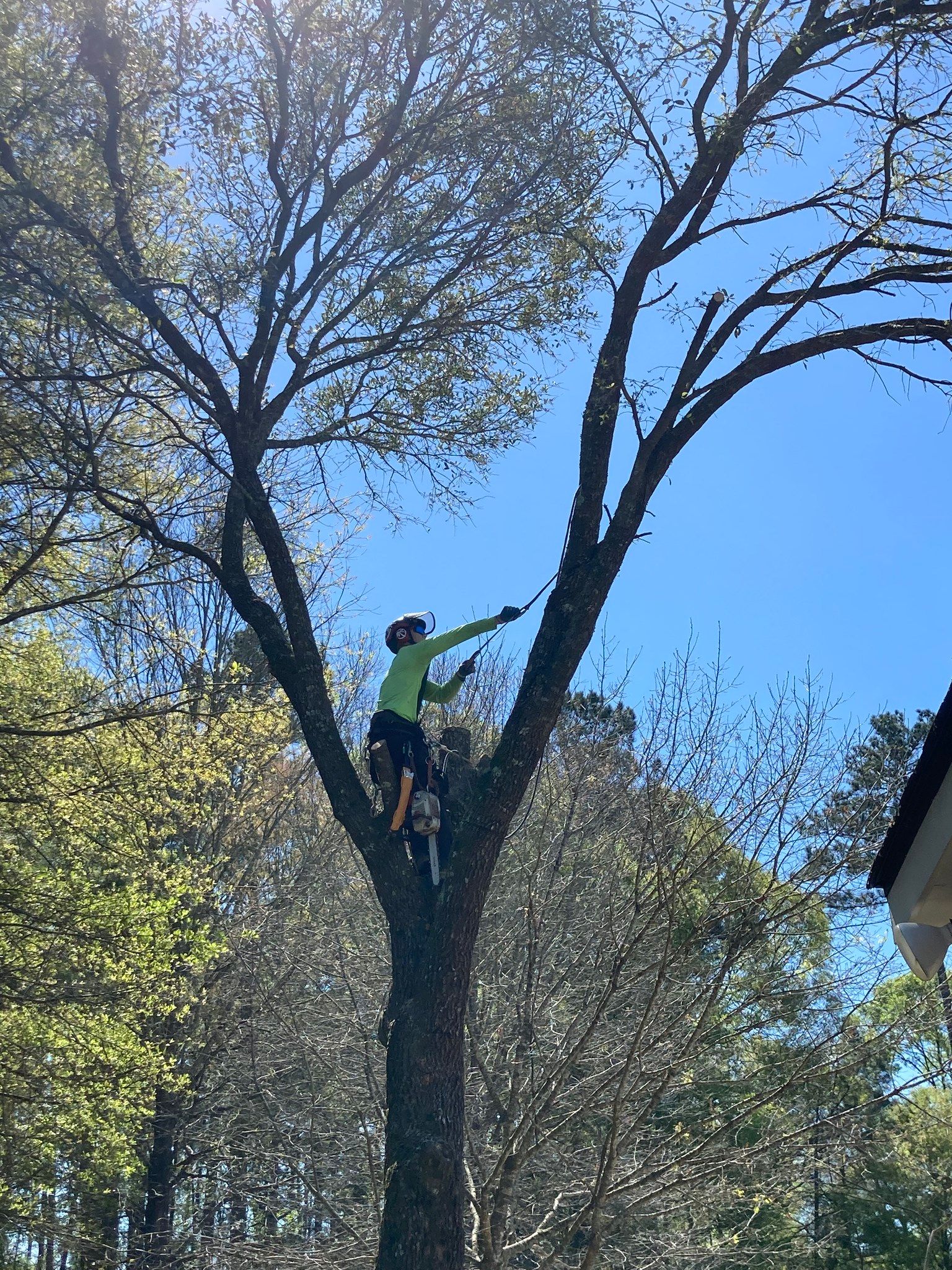 A man is climbing a tree with a chainsaw.