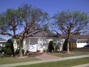 Chinese Elm in LB After Trimming — American Arbor Care — Lomita, CA
