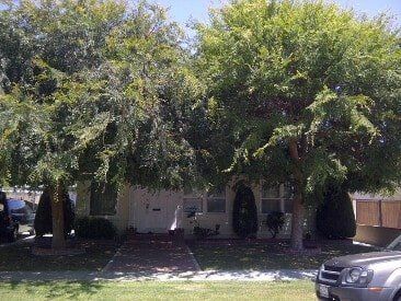 Chinese Elm in LB Before Trimming — American Arbor Care — Lomita, CA