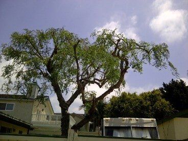 Chinese Elm in MB After Trimming — American Arbor Care — Lomita, CA