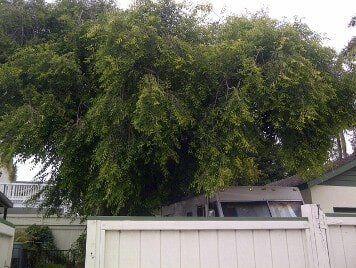 Chinese Elm in MB Before Trimming — American Arbor Care — Lomita, CA