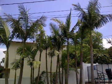 Palm Tree After Trimming — American Arbor Care — Lomita, CA