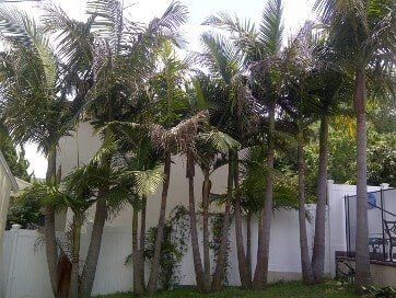Palm Tree Before Trimming — American Arbor Care — Lomita, CA