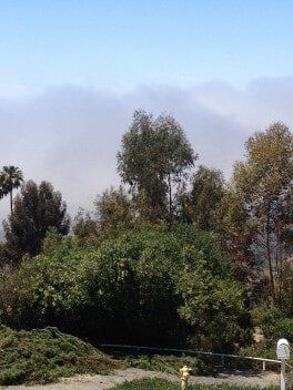 Trees Blocking View — American Arbor Care — Lomita, CA