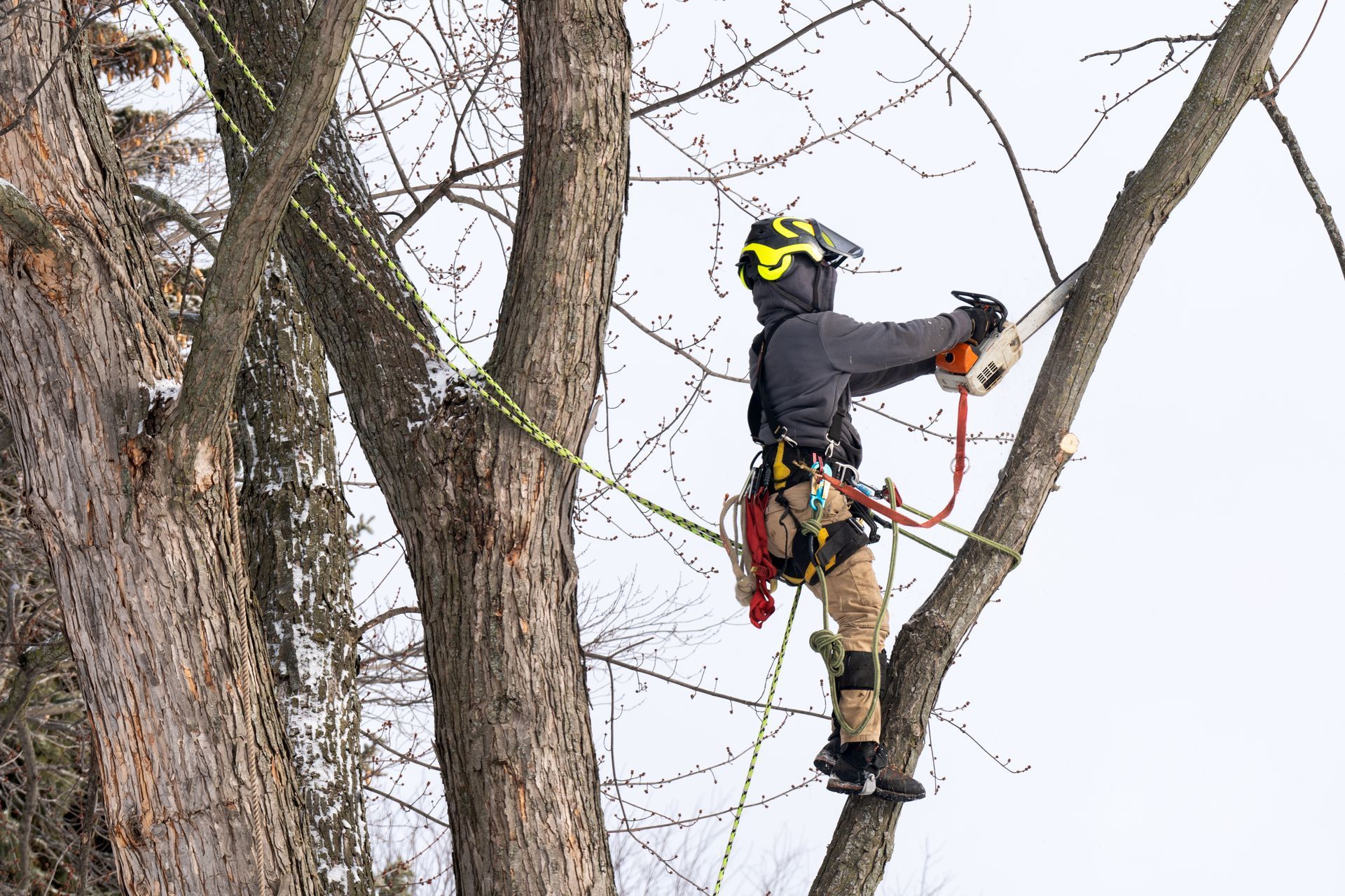 Tree worker wearing safety gear trimming branches while climbing a tree with a chainsaw