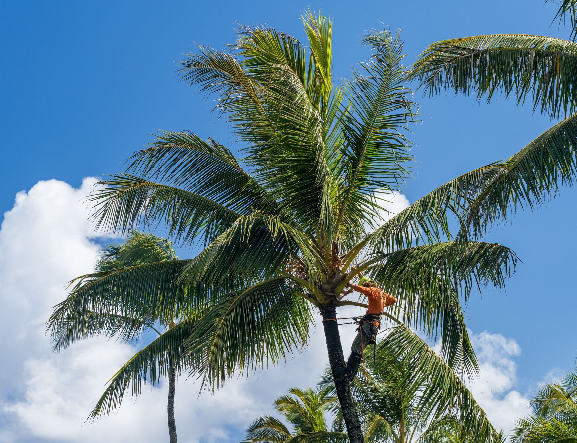 Worker trimming a tall palm tree against a bright blue sky with clouds