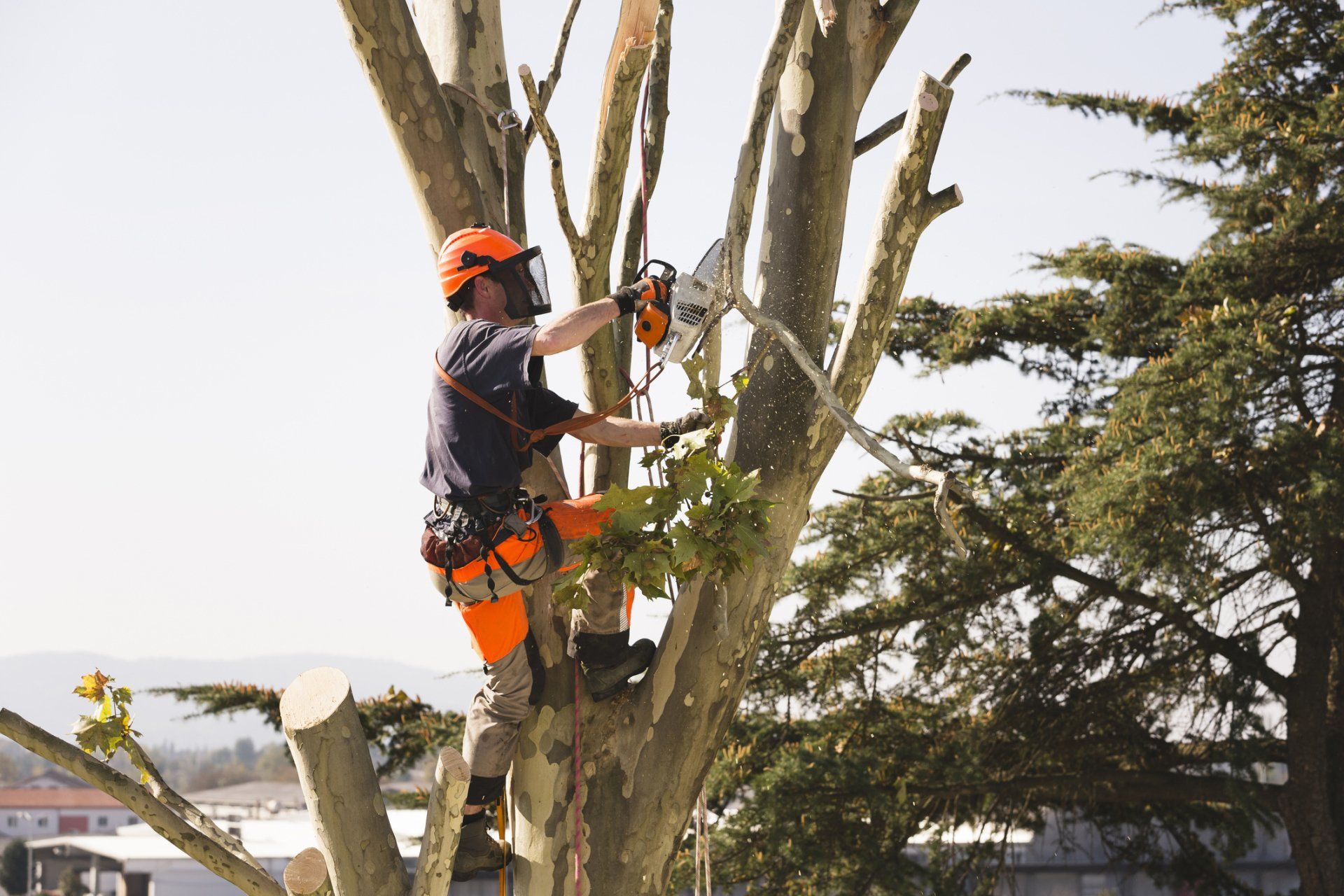 Guy Trimming a Tree — American Arbor Care — Lomita, CA