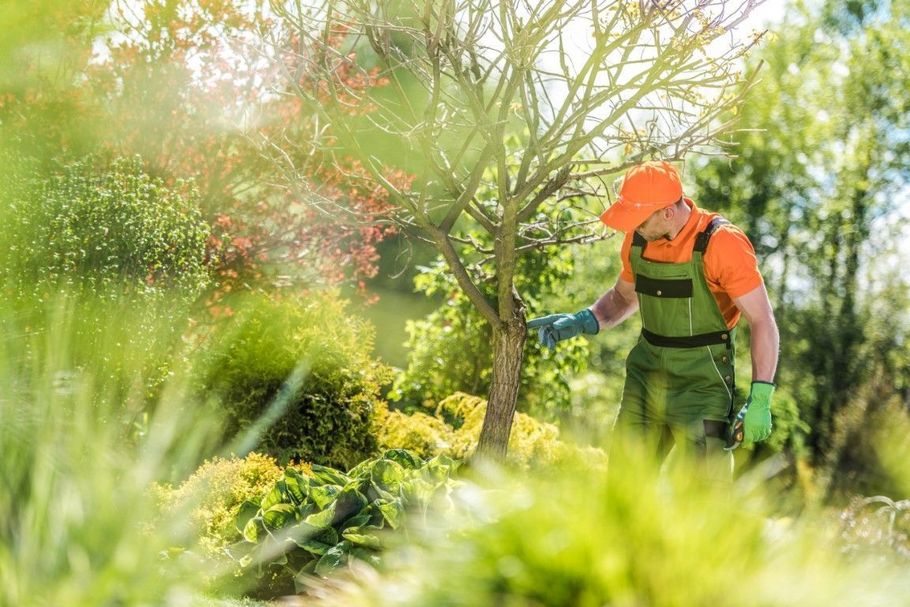 Tree care specialist inspecting a small ornamental tree in a garden.