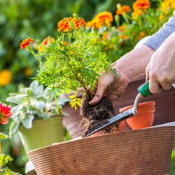 Flower planting