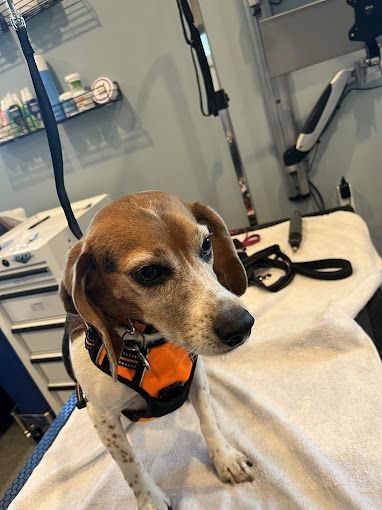 A brown and white dog wearing an orange harness is sitting on a white towel.