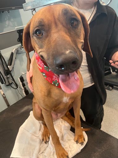 A woman is holding a brown dog wearing a red bandana.
