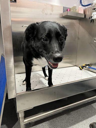 A black and white dog is standing in a stainless steel sink.