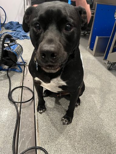 A black and white dog is sitting on the floor and looking at the camera.