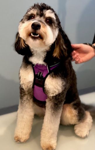 A small dog wearing a purple harness is sitting on a table.