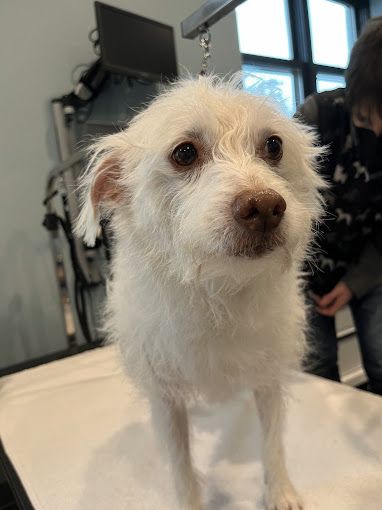 A white dog is standing on a table and looking at the camera.