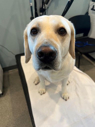 A white dog is sitting on a white towel on a table and looking at the camera.