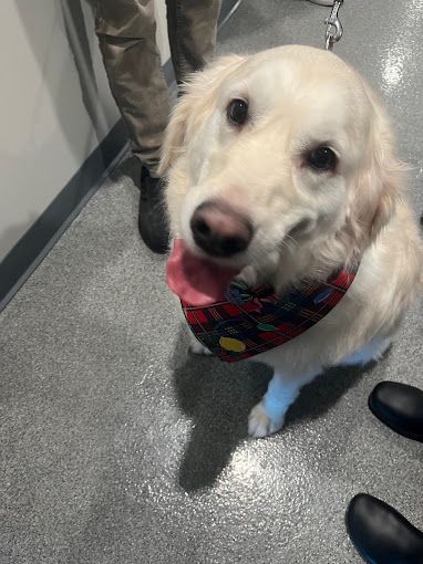 A dog wearing a bandana is sitting on the floor and looking at the camera.