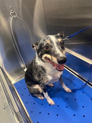 A dog is sitting on a blue mat in a bathtub.