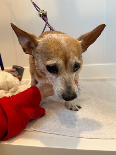 A person is holding a small brown dog on a towel.