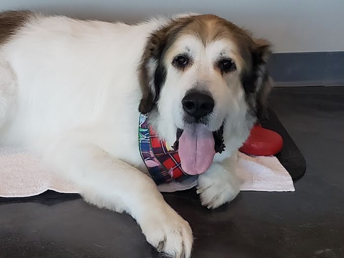 A brown and white dog is laying on a table with its tongue hanging out.
