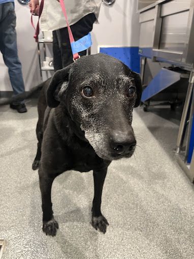 A person is holding a black dog on a leash in a room.