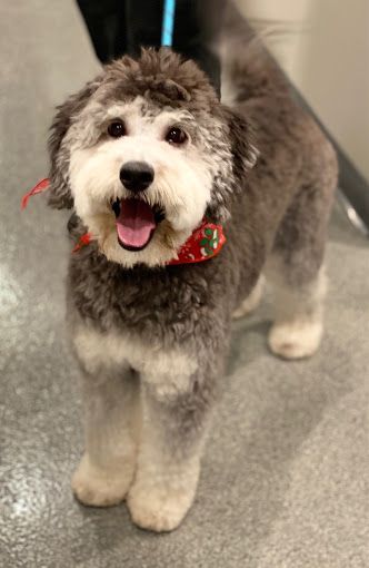 A small dog is standing on a tiled floor with its tongue hanging out.