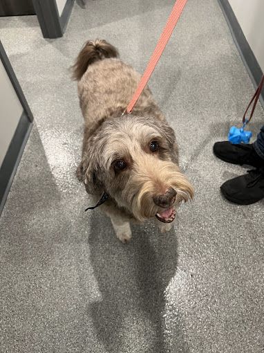 A small dog is walking down a hallway on a leash.