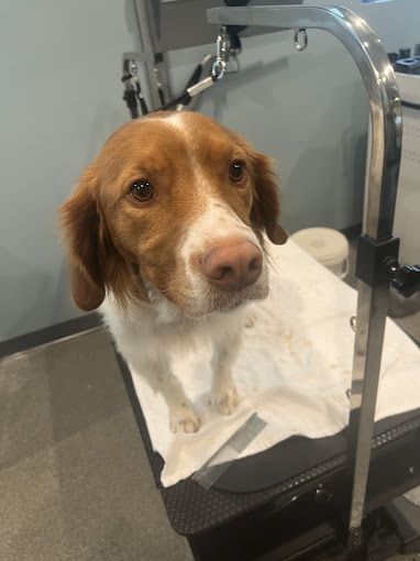 A brown and white dog is sitting on a grooming table.