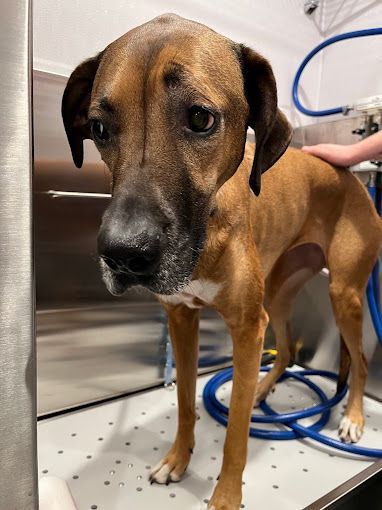 A brown dog is standing in a bathtub looking at the camera.