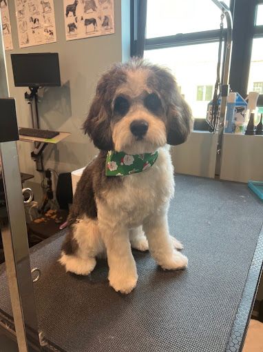 A brown and white dog wearing a green bow tie is sitting on a grooming table.