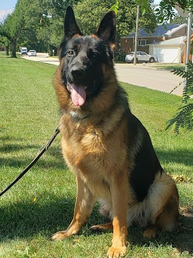 A german shepherd dog is sitting in the grass on a leash.