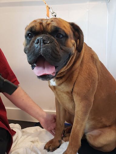 A brown dog is sitting on a white towel while being groomed by a person.