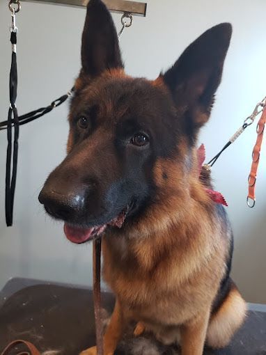 A german shepherd is sitting on a table with a leash around its neck