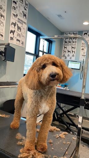 A dog is standing on a table in a grooming salon.