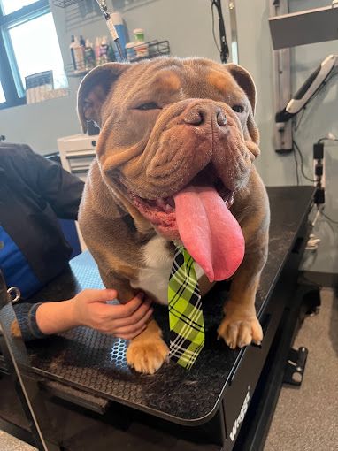 A bulldog wearing a tie is sitting on a table.