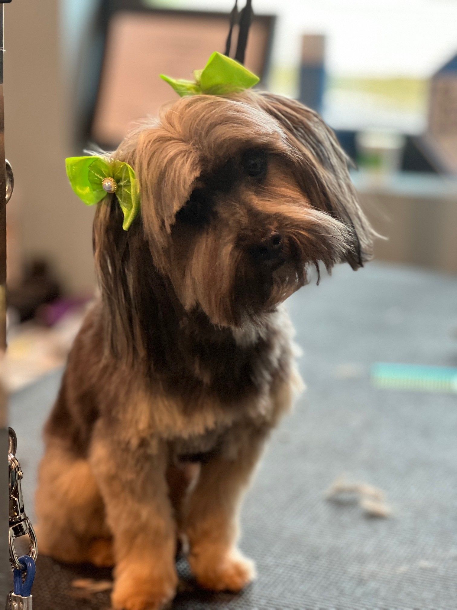 A small dog with a green bow in its hair
