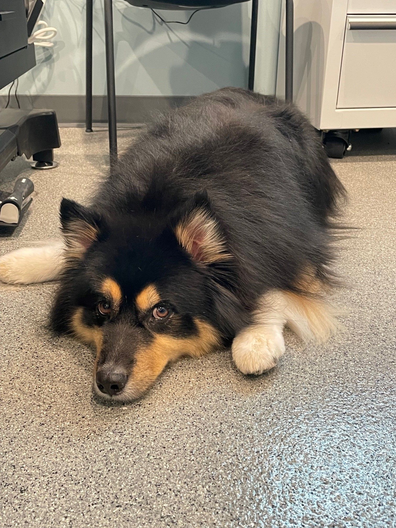 A black and brown dog is laying on the floor.