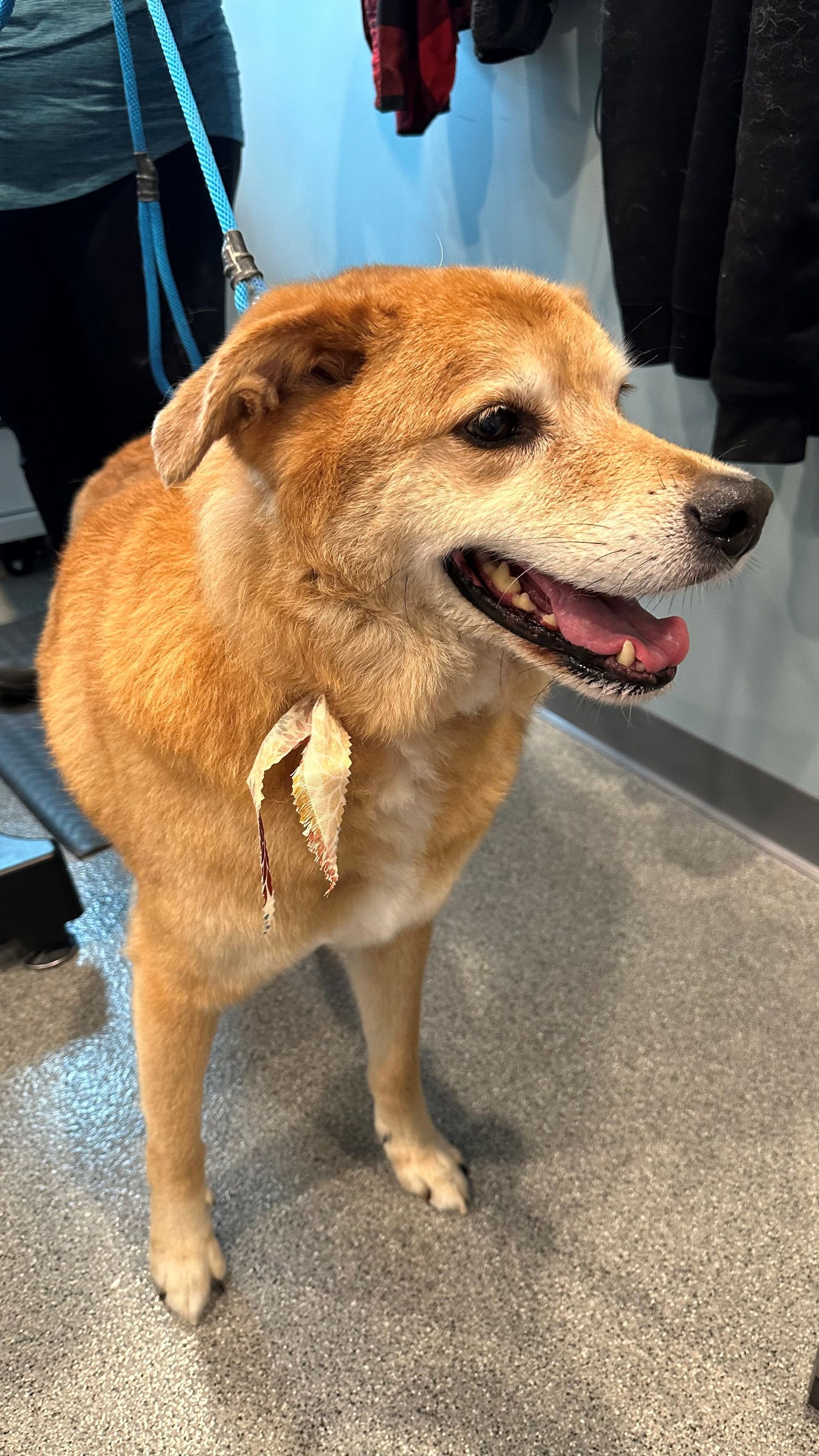 A brown dog is standing in a room with its mouth open.