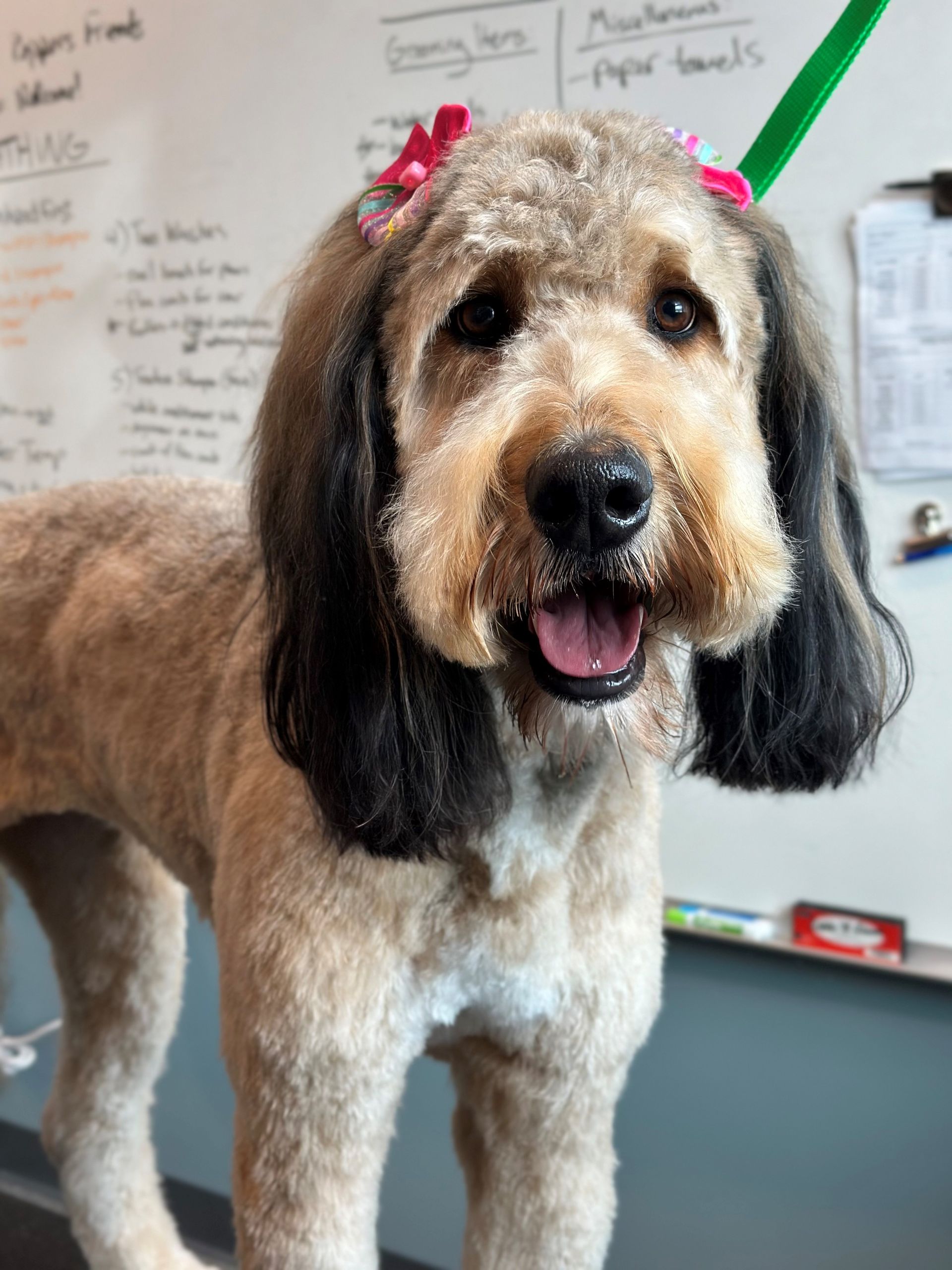 A dog with a pink bow in its hair is standing in front of a white board.