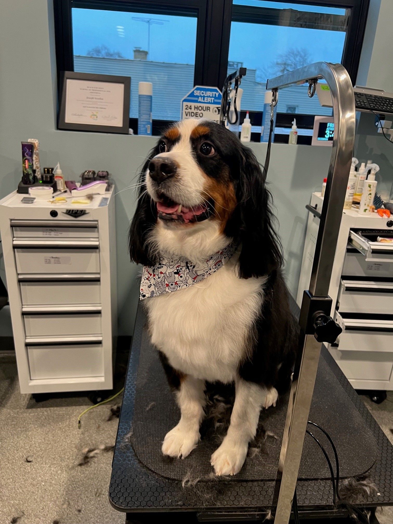 A black and white dog is sitting on a grooming table.
