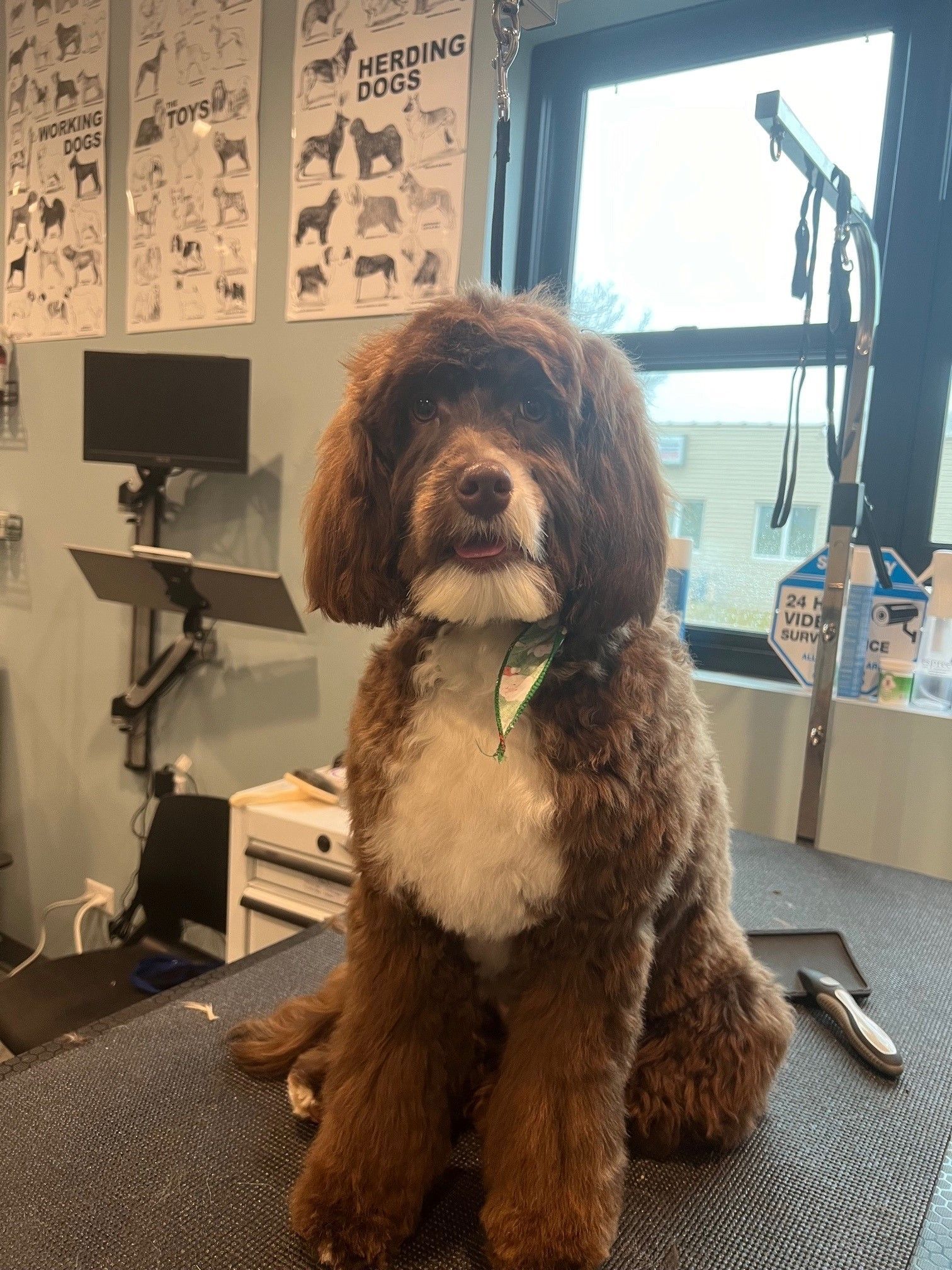 A brown and white dog is sitting on a grooming table.