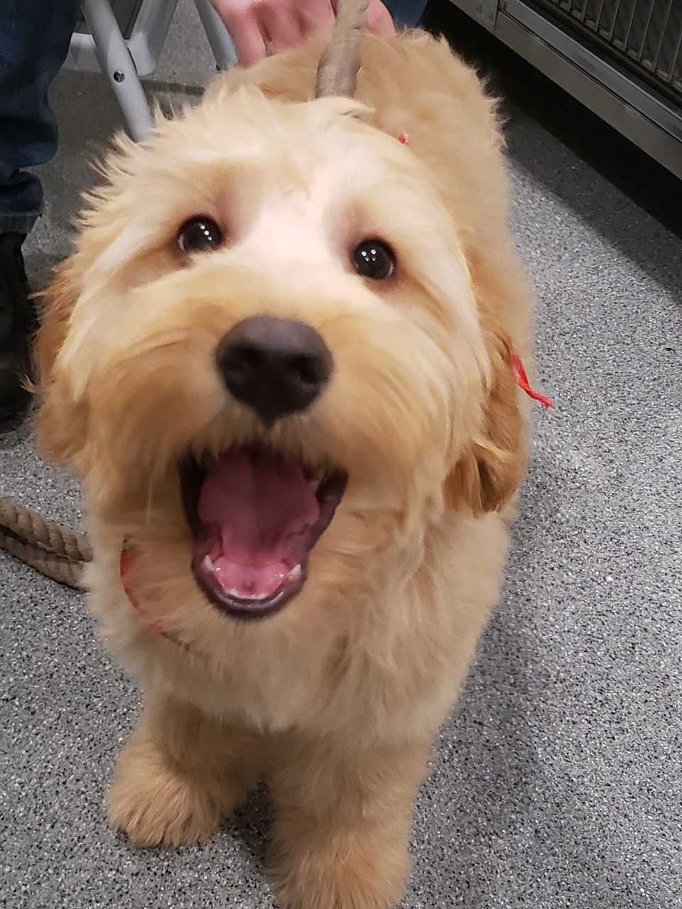 A small dog with its mouth open and its tongue out