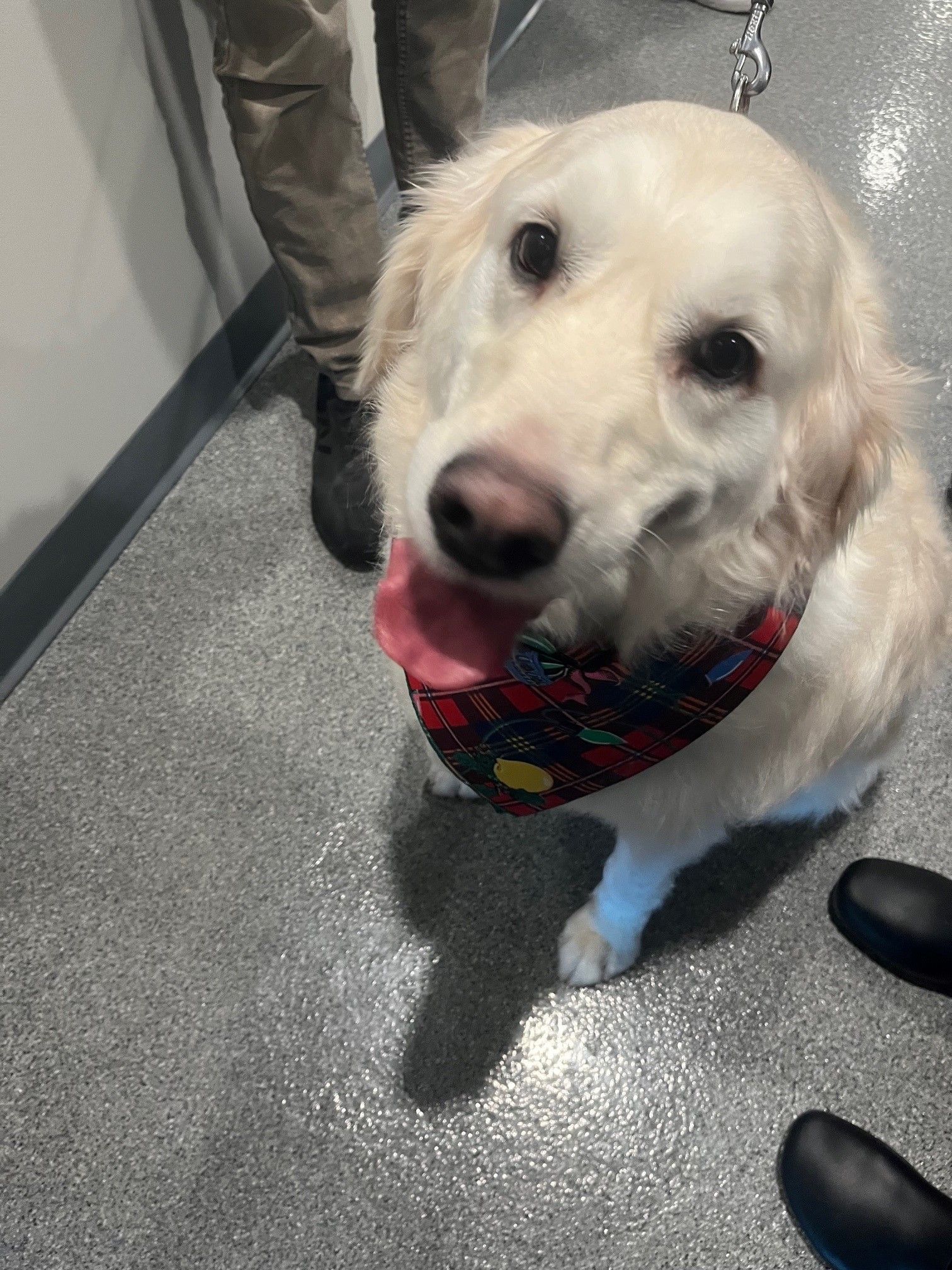 A dog wearing a bandana is sitting on the floor and looking at the camera.