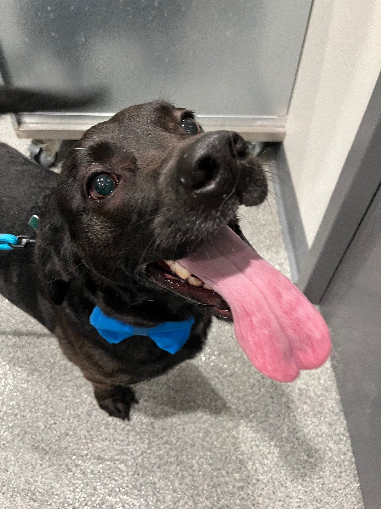 A black dog wearing a blue bow tie is sticking its tongue out.