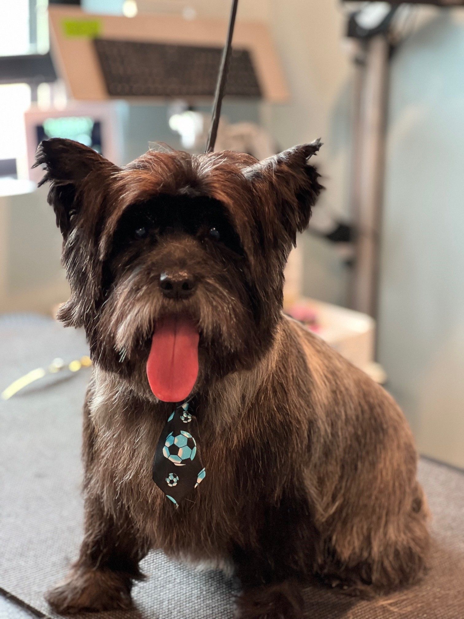 A small brown dog is sitting on a table with its tongue hanging out.