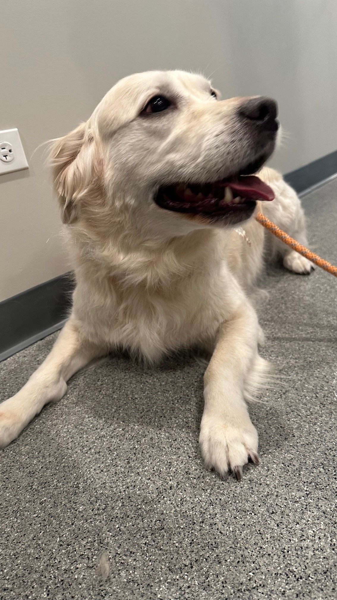 A white dog is laying on the floor with its tongue out.