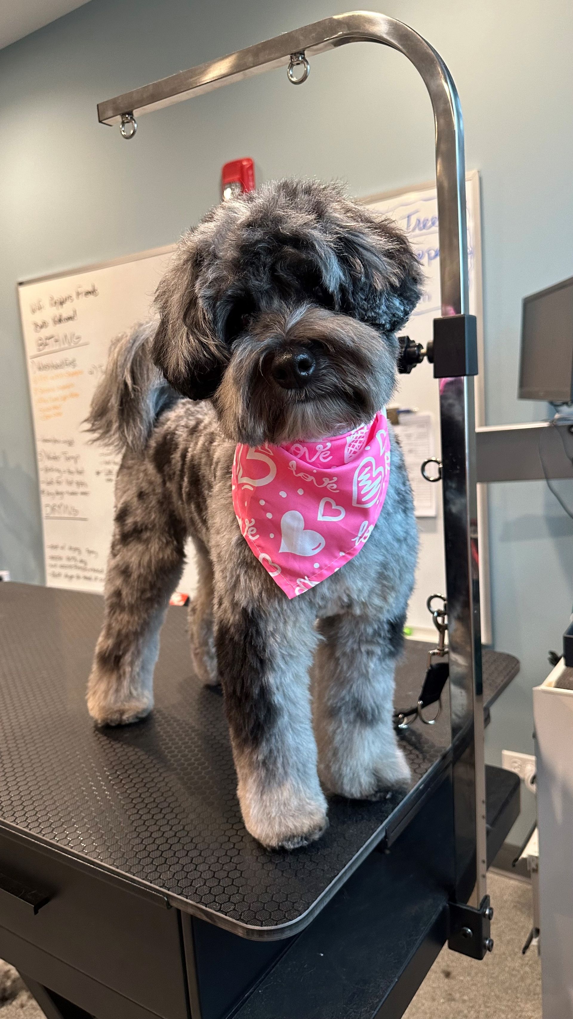 A small dog wearing a pink bandana is standing on a grooming table.