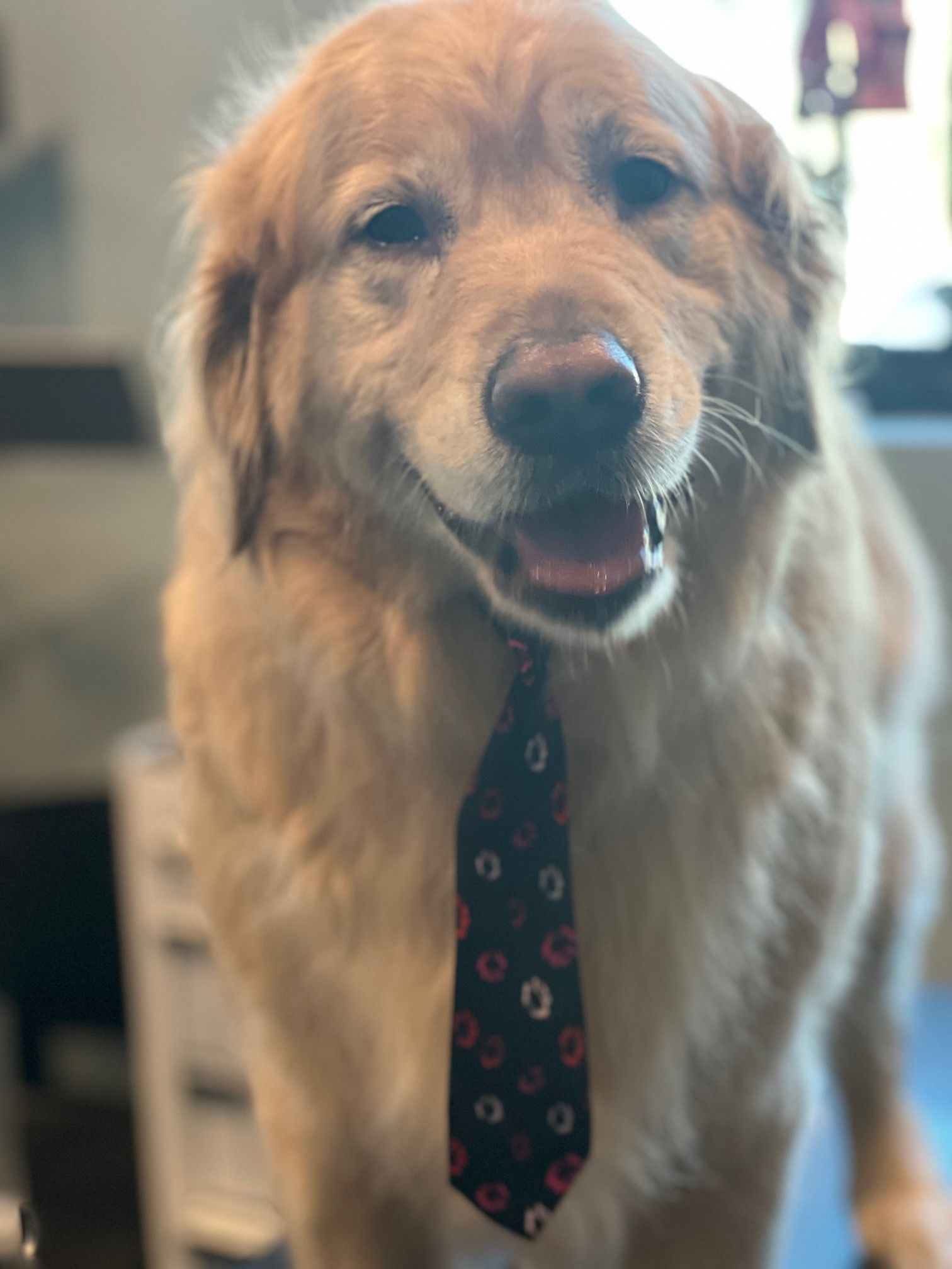 A close up of a dog wearing a tie